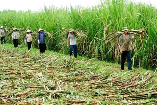 Ngành mía đường năm 2024: Triển vọng sản lượng sản xuất trong nước tích cực