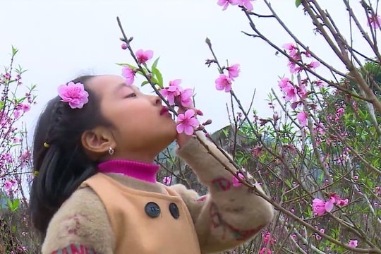 Đếm ngày chiêm ngưỡng sắc đào Bắc Sơn (Lạng Sơn)