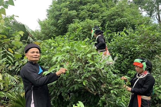 Khai thác giá trị kinh tế từ sản phẩm OCOP trà Shan tuyết Xà Phìn