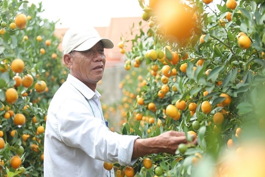 Phát triển làng nghề trồng quất Cẩm Hà gắn với kinh tế du lịch