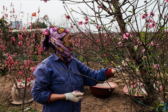 Hoa đào rộn ràng xuống phố