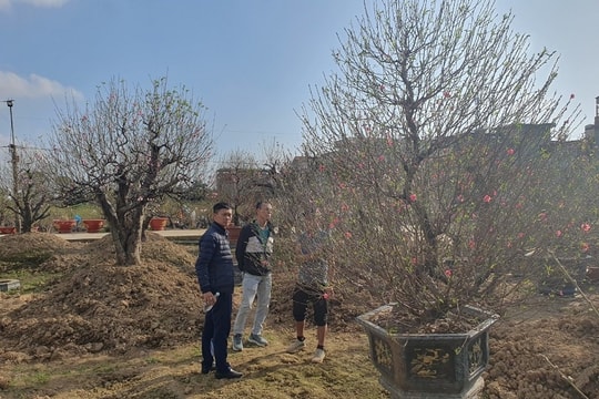 Hải Phòng: “Thủ phủ” đào cảnh rộn ràng vào Tết