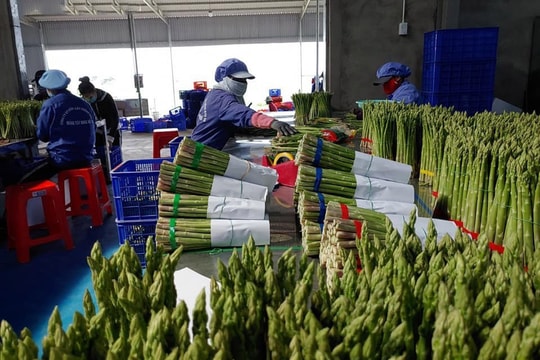 Măng tây Nha Hố - "Vua" của các loại rau