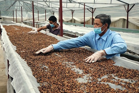 Doanh nghiệp “lao đao” vì giá cà phê