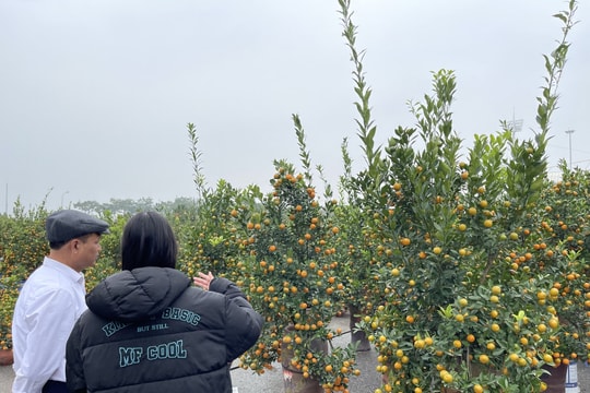 Hà Nội: Thị trường đào, quất rộn ràng ngày cận Tết