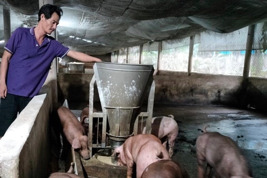 Doanh nghiệp và người chăn nuôi điêu đứng vì heo nhập lậu