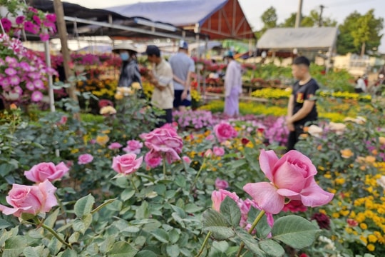 Sắc hoa Tết ở Tây Nguyên