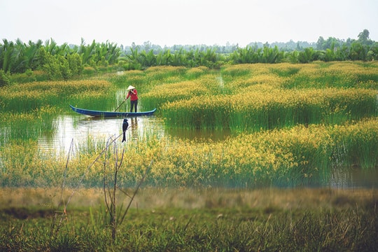 Về Tràm Chim trong mùa chim làm tổ
