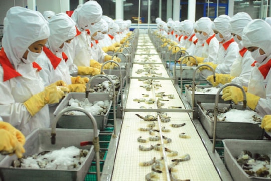 Xuất khẩu tôm tăng 71%, doanh nghiệp vẫn chưa hết lo