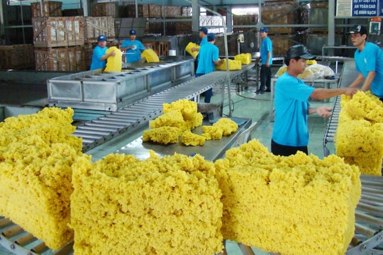 Triển vọng tươi sáng cho ngành cao su Việt Nam