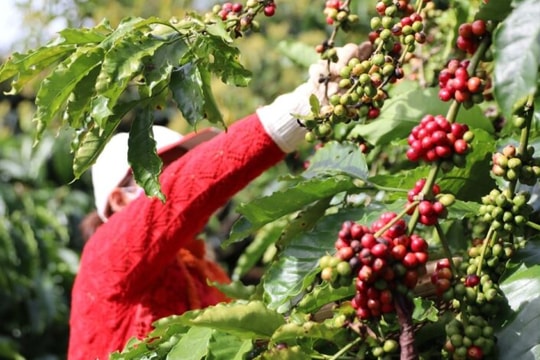 Doanh nghiệp "vật lộn" với giá cà phê trong năm 2024