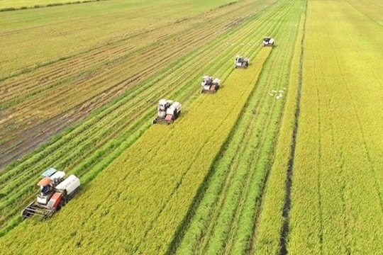 Một triệu héc ta lúa chất lượng cao: Doanh nghiệp đáp ứng tiêu chí giảm phát thải