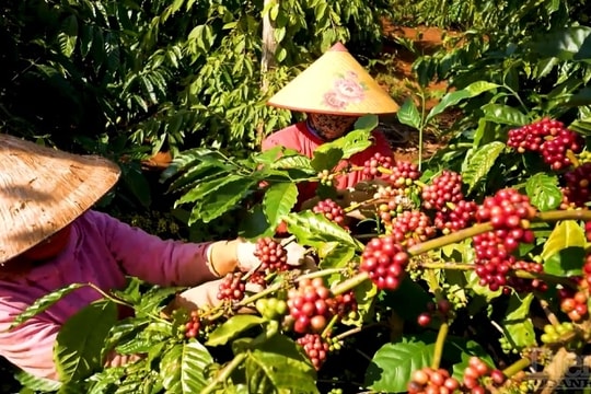 Cà phê và Hạnh phúc