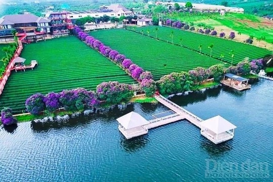 Lâm Đồng: Thúc đẩy du lịch canh nông