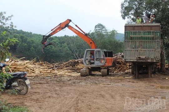Thanh Hóa: Cần đưa các cơ sở thu mua sản xuất lâm sản và trạm cân vào đúng quy hoạch