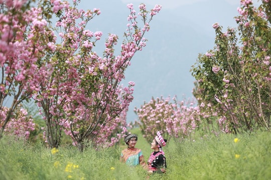 Săn 100 vé cáp treo miễn phí lên đỉnh Fansipan ngắm đỗ quyên