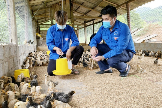Hỗ trợ khởi nghiệp cho nhiều thanh niên dân tộc thiểu số