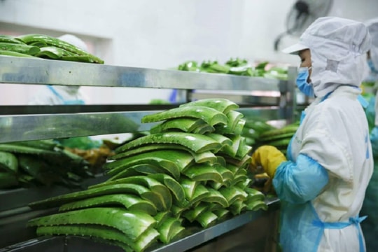 GCF tham vọng “chuyển mình”
