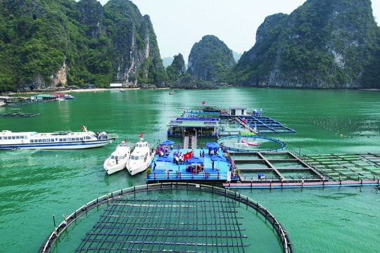 Doanh nghiệp lâm, thuỷ sản khó tiếp cận vốn tín dụng