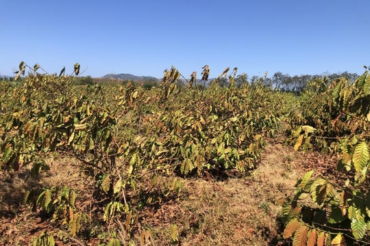 Doanh nghiệp Tây Nguyên đối mặt với hạn hán