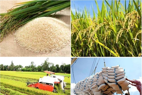 Giảm phát thải trong ngành lúa gạo: Những rào cản cần tháo gỡ