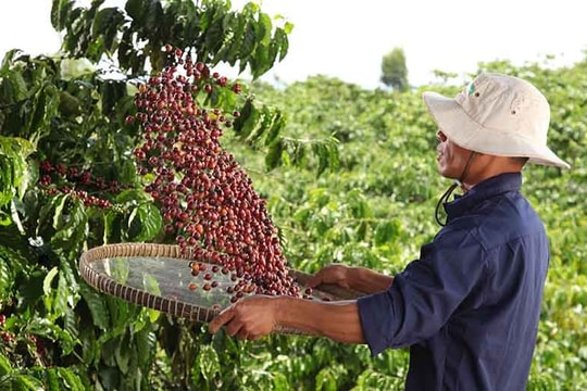 Nestlé công bố báo cáo tiến độ Chương trình NESCAFÉ Plan 2030