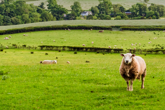 Thị trường hàng chục tỷ USD chờ nông sản Việt Nam