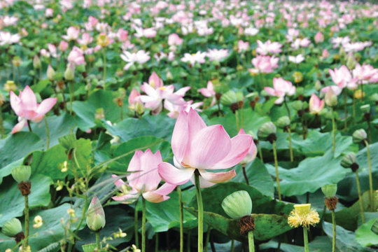 Long An: Điểm đến hấp dẫn