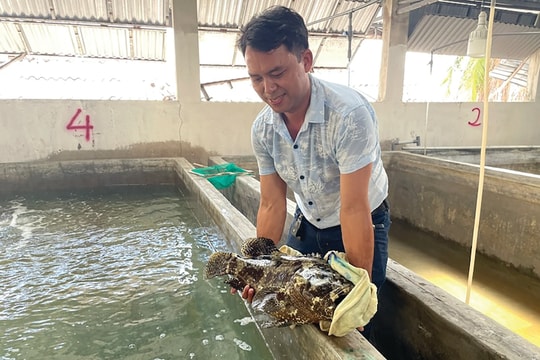 Giải bài toán nuôi biển