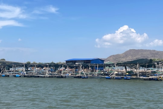 Gỡ “thẻ vàng” EC: Phát triển nuôi biển để hạn chế đánh bắt