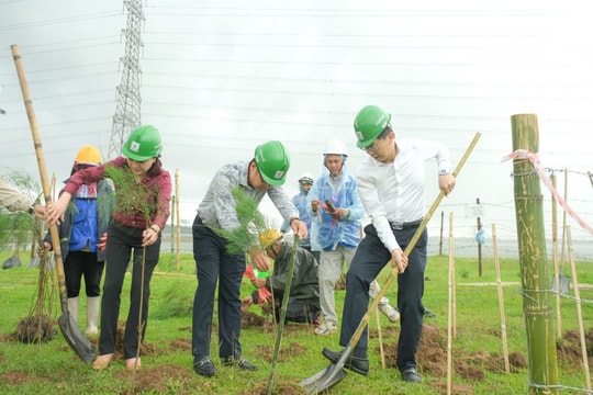 Petrovietnam: Trồng cây xanh là giải pháp quan trọng trong chuyển dịch năng lượng