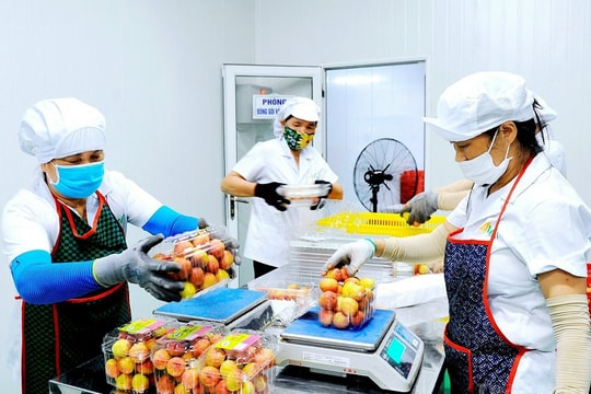 Hải Dương: Chú trọng đưa nông sản vươn ra thế giới