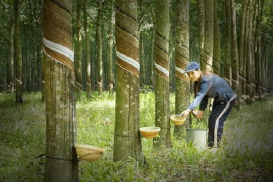 PHR đi “giật lùi”