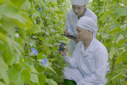 Traphaco đẩy mạnh phát triển dòng sản phẩm Đông dược cao cấp