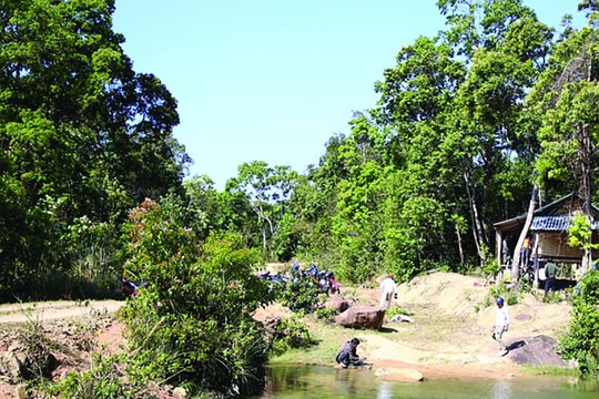 “Đánh thức” kinh tế lâm nghiệp Quảng Trị