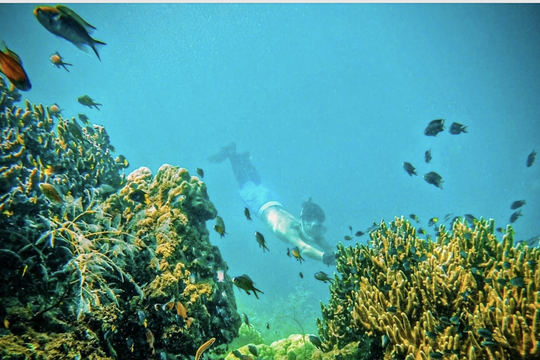 Du lịch lặn biển thu hút du khách