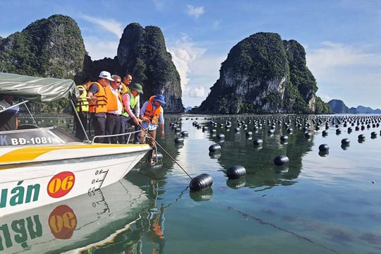 Quảng Ninh: Bảo vệ nguồn lợi thủy hải sản trên Vịnh Hạ Long