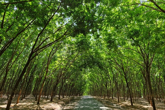 Có thể xác lập tín chỉ carbon từ cây công nghiệp dài ngày