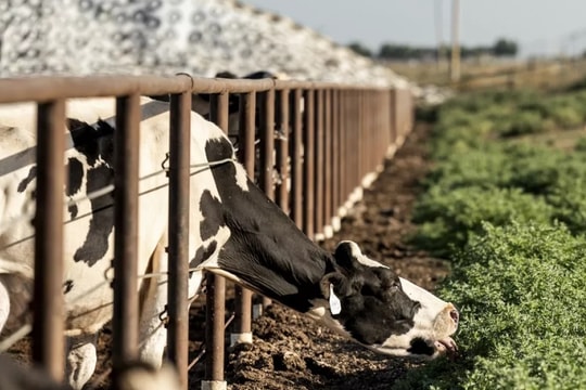 Quốc gia nào "mở đường" áp thuế carbon ngành nông nghiệp?