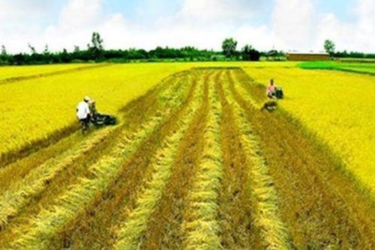 Đề xuất miễn thuế sử dụng đất nông nghiệp để thu hút đầu tư