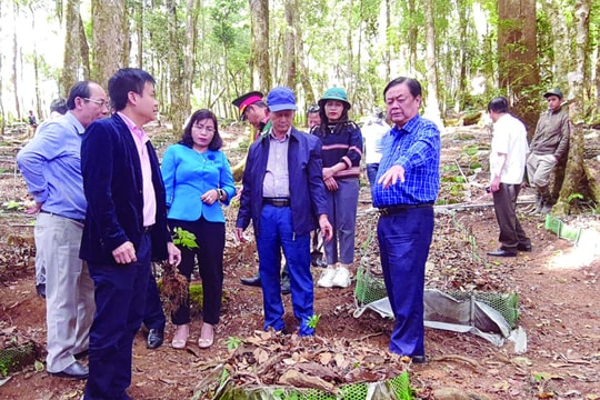 Tương lai nào cho công nghiệp dược liệu Kon Tum?