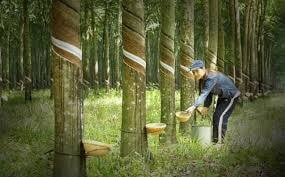 PHR: Bao giờ cho đến ngày "hái quả"?