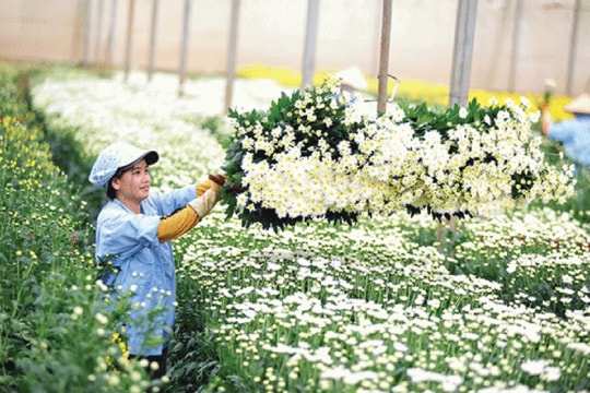 Lâm Đồng phát triển nông nghiệp công nghệ cao