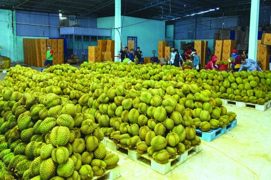 Xây dựng “đế chế” cho ngành sầu riêng