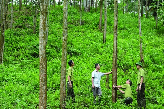 Chủ động lộ trình tín chỉ carbon