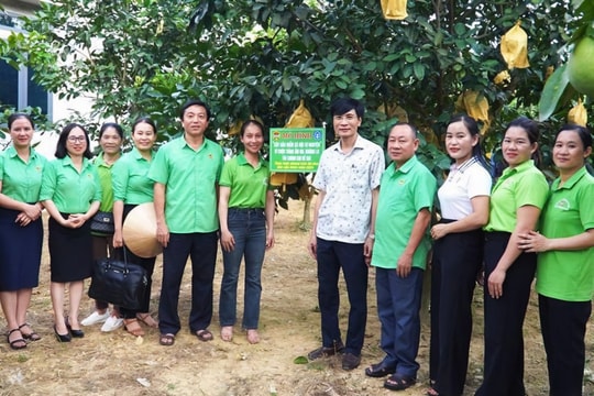 Hà Tĩnh: Độc lạ mô hình "cây bưởi bảo hiểm"