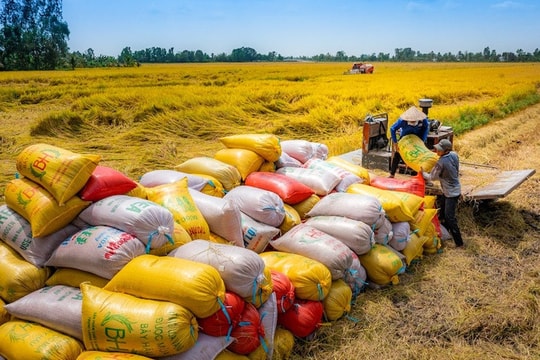 Good883 Cá cược thể thao gạo cuối năm 2024: Nhiều yếu tố khó lường!