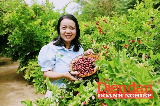 Khởi nghiệp thành công từ mô hình trồng cây si rô