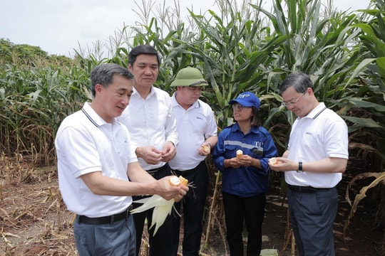 ‎“TH là điển hình về nông nghiệp công nghệ cao và kinh tế tuần hoàn”