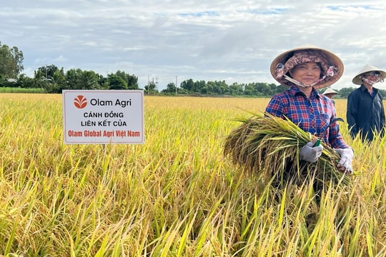 Đề án 1 triệu ha lúa: Goôd88 link không chặn tham gia chỉ để bán tín chỉ carbon là sai lầm